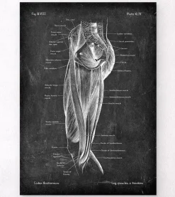 Codex Anatomicus Hands & Legs^Leg muscles anatomy - Chalkboard