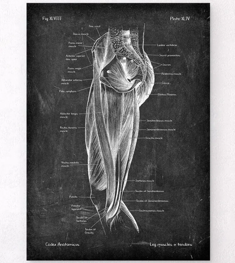 Codex Anatomicus Hands & Legs^Leg muscles anatomy - Chalkboard