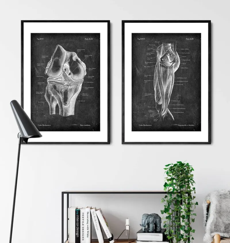Codex Anatomicus Hands & Legs^Leg muscles anatomy - Chalkboard