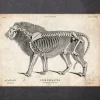 Codex Anatomicus Animal Anatomy^Lion anatomy