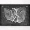 Codex Anatomicus Digestive System | Kidney & Liver^Liver anatomy - Chalkboard