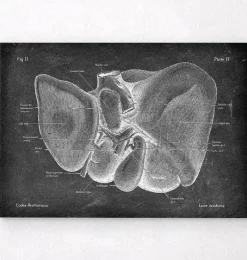 Codex Anatomicus Digestive System | Kidney & Liver^Liver anatomy - Chalkboard