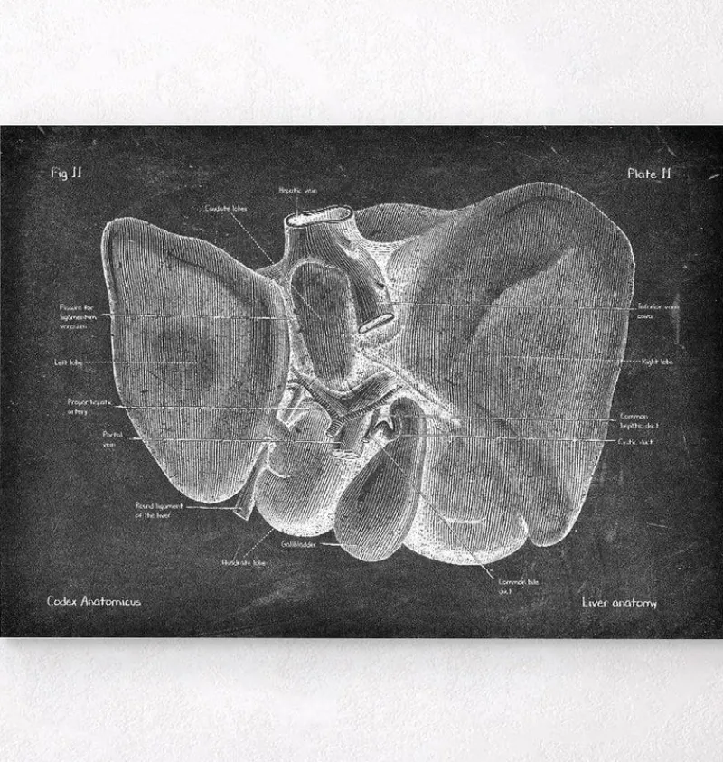 Codex Anatomicus Digestive System | Kidney & Liver^Liver anatomy - Chalkboard