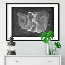 Codex Anatomicus Digestive System | Kidney & Liver^Liver anatomy - Chalkboard