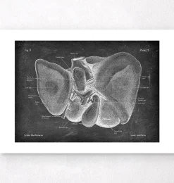 Codex Anatomicus Digestive System | Kidney & Liver^Liver anatomy - Chalkboard