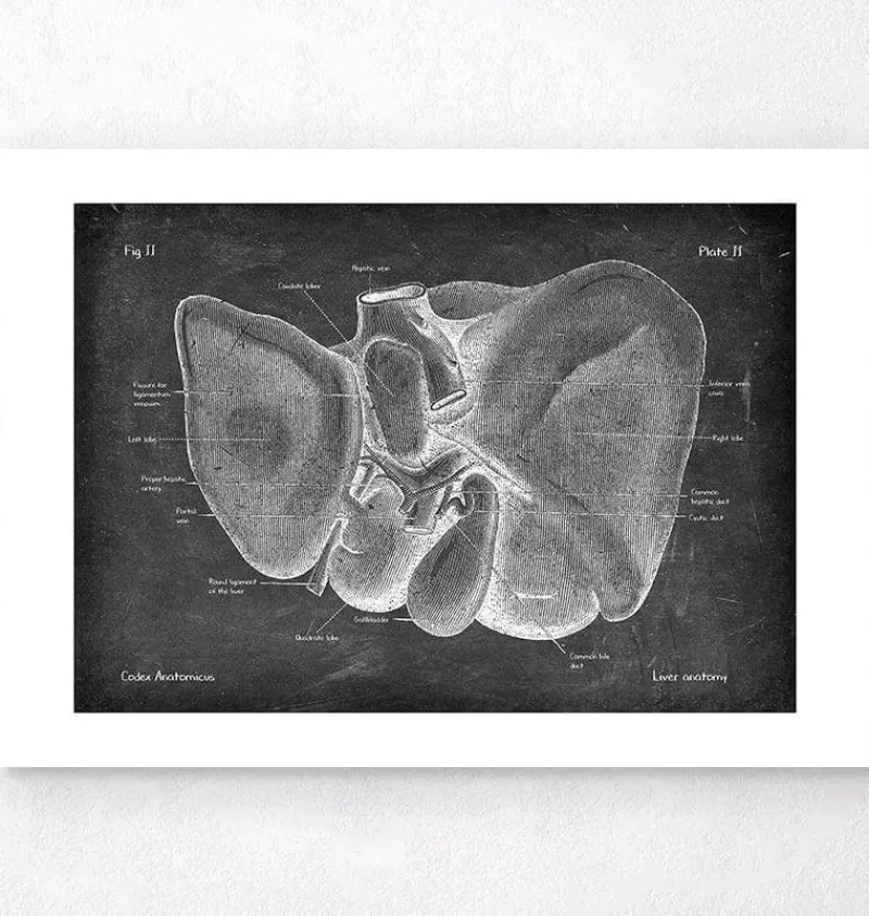 Codex Anatomicus Digestive System | Kidney & Liver^Liver anatomy - Chalkboard