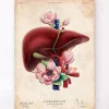 Codex Anatomicus Digestive System | Kidney & Liver^Liver anatomy - Floral - Vintage