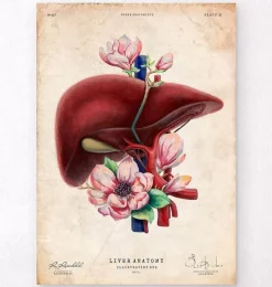 Codex Anatomicus Digestive System | Kidney & Liver^Liver anatomy - Floral - Vintage