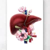 Codex Anatomicus Digestive System | Kidney & Liver^Liver anatomy - Floral - White