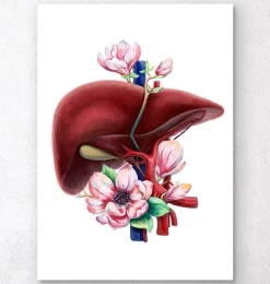 Codex Anatomicus Digestive System | Kidney & Liver^Liver anatomy - Floral - White