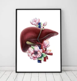Codex Anatomicus Digestive System | Kidney & Liver^Liver anatomy - Floral - White