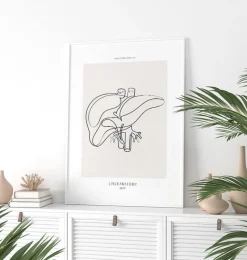 Codex Anatomicus Digestive System | Kidney & Liver^Liver anatomy - Line Art