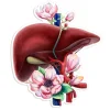 Codex Anatomicus Stickers^Liver anatomy sticker - Floral