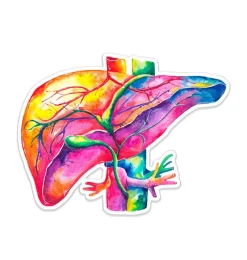 Codex Anatomicus Stickers^Liver anatomy sticker - Watercolor Splash