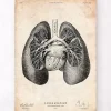 Codex Anatomicus Lungs Anatomy^Lung anatomy print II