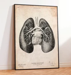 Codex Anatomicus Lungs Anatomy^Lung anatomy print II