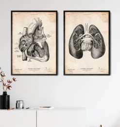 Codex Anatomicus Lungs Anatomy^Lung anatomy print II