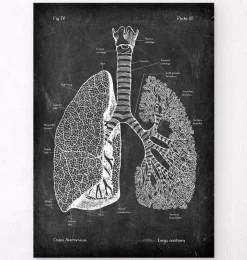 Codex Anatomicus Lungs Anatomy^Lungs anatomy - Chalkboard