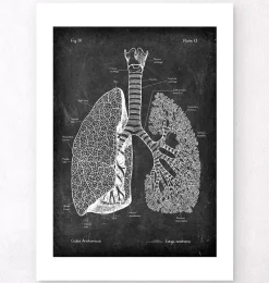 Codex Anatomicus Lungs Anatomy^Lungs anatomy - Chalkboard