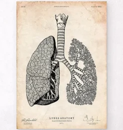 Codex Anatomicus Lungs Anatomy^Lungs anatomy art - Vintage