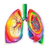 Codex Anatomicus Stickers^Lungs anatomy sticker - Watercolor Splash