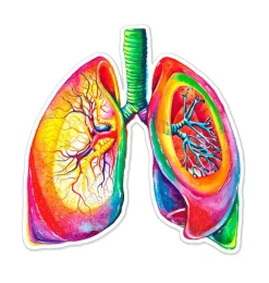 Codex Anatomicus Stickers^Lungs anatomy sticker - Watercolor Splash
