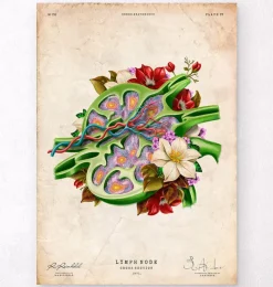 Codex Anatomicus Various Organs^Lymph node anatomy - Floral - Vintage