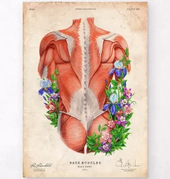 Codex Anatomicus Full Body Anatomy^Male back muscles - Floral - Vintage
