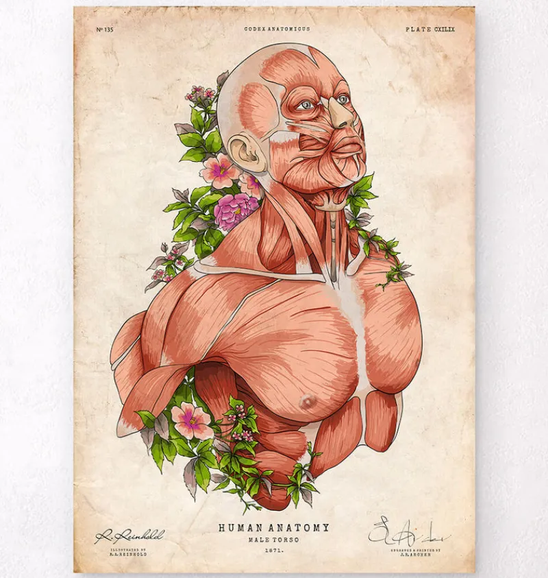 Codex Anatomicus Full Body Anatomy^Male body - Floral - Vintage