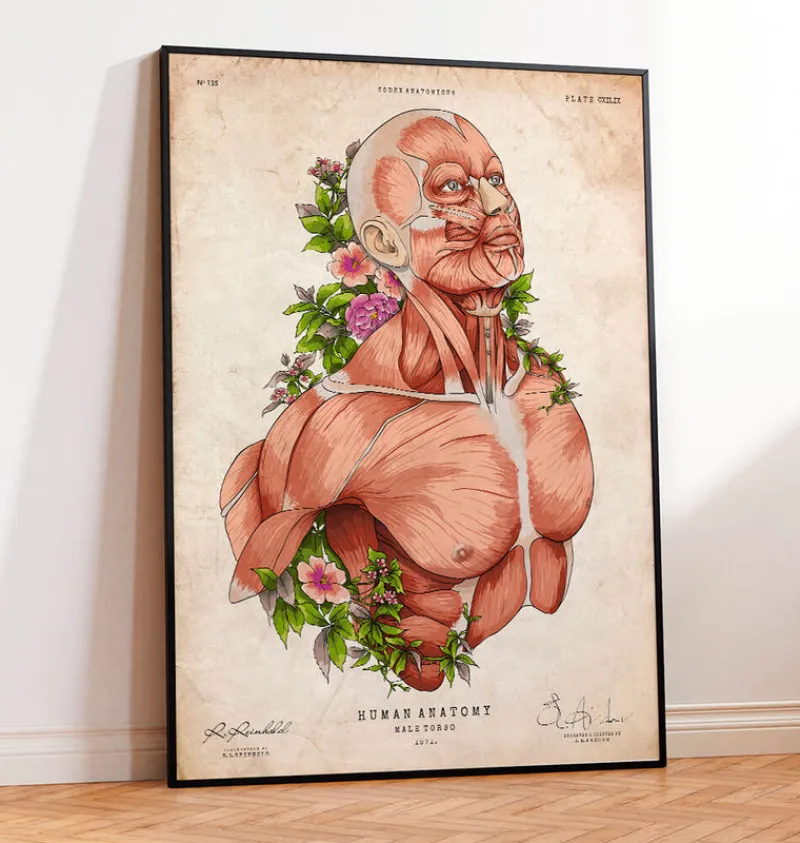 Codex Anatomicus Full Body Anatomy^Male body - Floral - Vintage