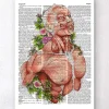 Codex Anatomicus Full Body Anatomy^Male body anatomy art - Dictionary Page