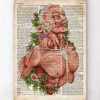 Codex Anatomicus Full Body Anatomy^Male body anatomy art - Old dictionary
