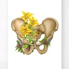 Codex Anatomicus Skull & Skeleton^Male pelvis anatomy - Floral - White