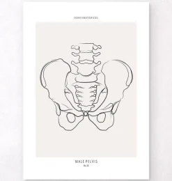 Codex Anatomicus Skull & Skeleton^Male Pelvis anatomy - Line Art