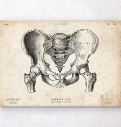 Codex Anatomicus Skull & Skeleton^Male pelvis anatomy art