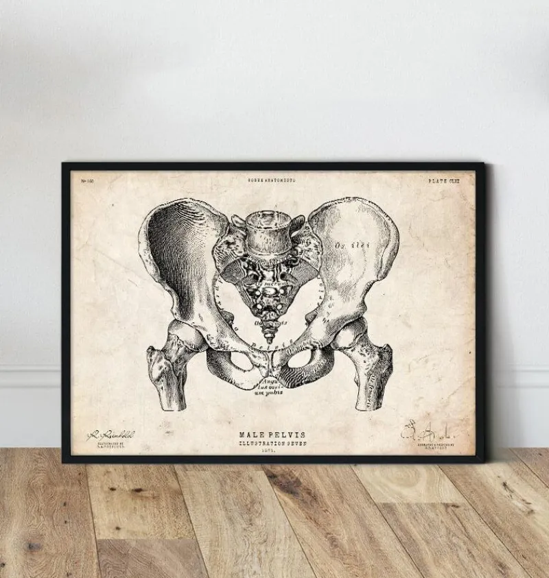 Codex Anatomicus Skull & Skeleton^Male pelvis anatomy art