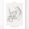 Codex Anatomicus Kidney & Liver^Male reproductive system - Line Art