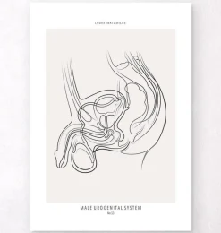 Codex Anatomicus Kidney & Liver^Male reproductive system - Line Art