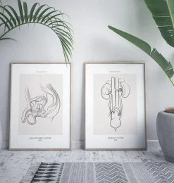 Codex Anatomicus Kidney & Liver^Male reproductive system - Line Art
