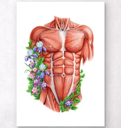 Codex Anatomicus Full Body Anatomy^Male torso muscles - Floral - White