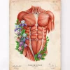 Codex Anatomicus Full Body Anatomy^Male torso muscles - Floral - Vintage