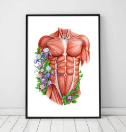 Codex Anatomicus Full Body Anatomy^Male torso muscles - Floral - White
