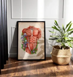 Codex Anatomicus Full Body Anatomy^Male torso muscles - Floral - Vintage
