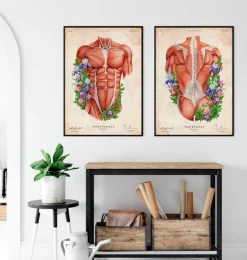 Codex Anatomicus Full Body Anatomy^Male torso muscles - Floral - Vintage