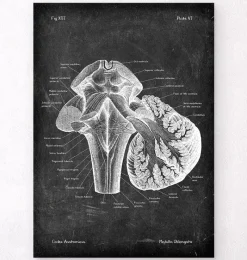 Codex Anatomicus Brain Anatomy^Medulla oblongata - Chalkboard