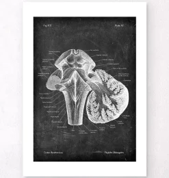 Codex Anatomicus Brain Anatomy^Medulla oblongata - Chalkboard