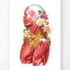 Codex Anatomicus Full Body Anatomy^Muscles side view - Floral - White