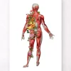 Codex Anatomicus Full Body Anatomy^Muscular system, back - Floral - White