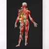 Codex Anatomicus Full Body Anatomy^Muscular system, back - Floral - Black