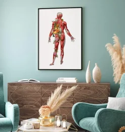 Codex Anatomicus Full Body Anatomy^Muscular system, back - Floral - White